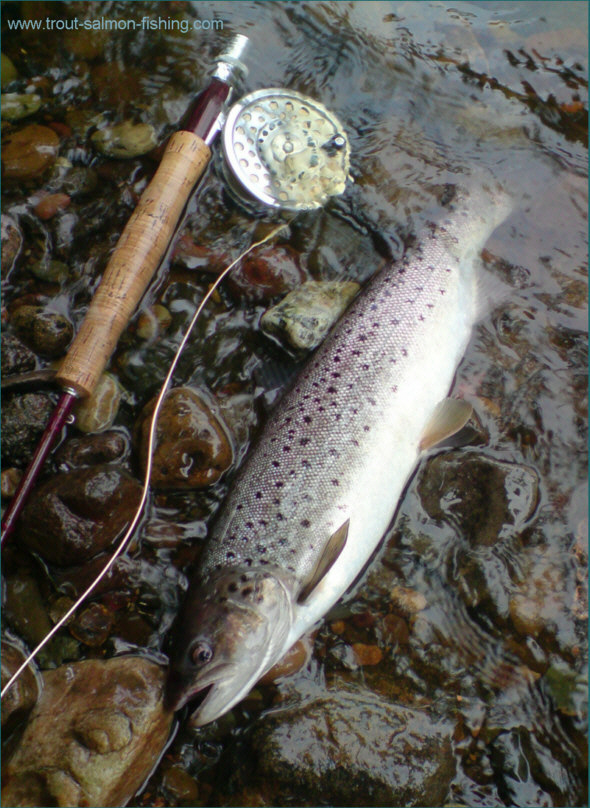 Avon Sea Trout