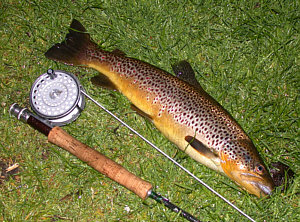 Brown Trout