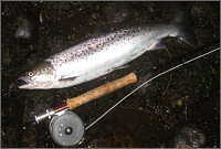 Spay Sea Trout