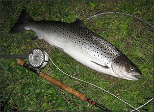 Seven pound sea trout from the Spey