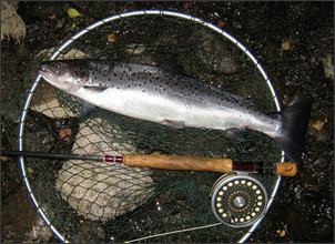 Summer sea trout from the River Spey