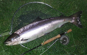 salmon from the Abernethy A.A. waters