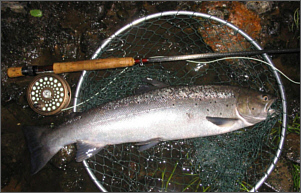 Grantown Association Sea Trout