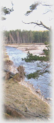 Sea Trout river angling