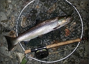 Lune sea trout - August 2018