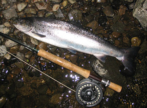 Sea Trout