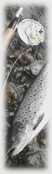 Sea Trout