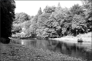 Sea trout pool on the Border Esk