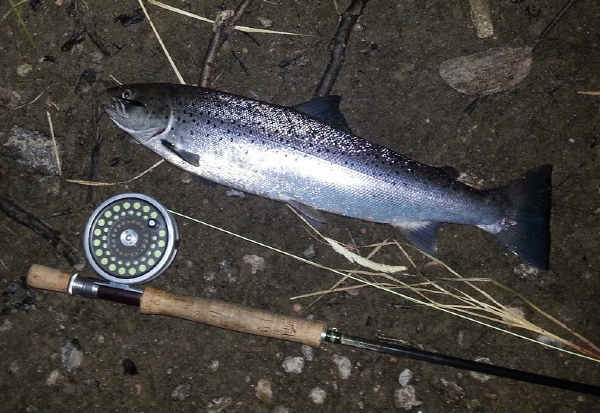 A Spey sea trout caught on a Tingler