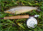 River Avon Brown Trout