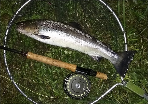 A Typical Border Esk Sea Trout