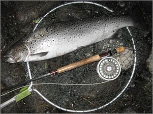 A June Sea Trout