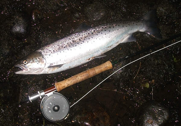 Sea Trout on the Needle Tube Fly