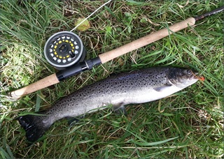 River North Tyne Sea Trout