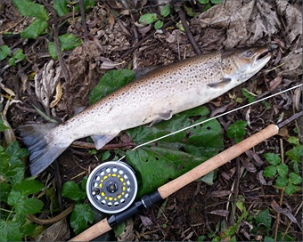 River Wear Sea Trout