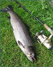 Sea Trout