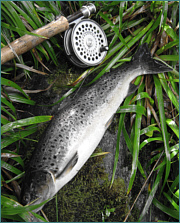 Sea Trout Fly Fishing