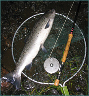 Sea Trout taken on a needle tube fly