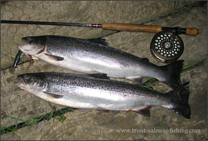 A Brace of Spey Sea Trout