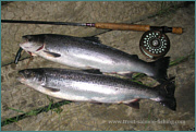 Sea Trout Fly Fishing