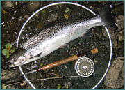 A Summer Sea Trout 