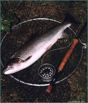 Sea Trout Fly Fishing