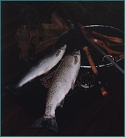 Sea Trout River Fishing