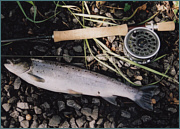 Sea Trout Fly Fishing