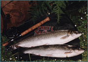 River Earn Sea Trout