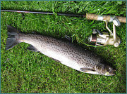 Sea Trout Fishing