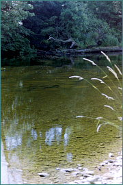 River Sea Trout Fishing