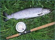 Sea Trout Fly Fishing