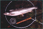 A Summer Sea Trout 