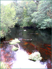 River Sea Trout Fishing