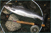 Sea Trout at night