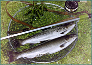 Borderr Esk Sea Trout Fly Fishing