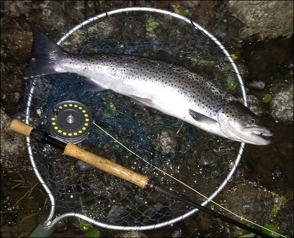 Spey Sea Trout on Needle Tube Fly