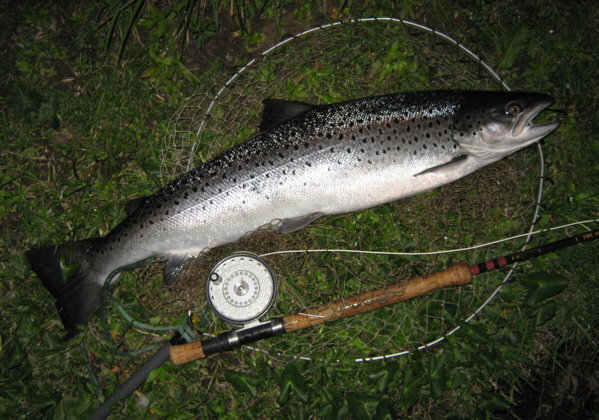 Spey sea trout taken on a needle tube fly