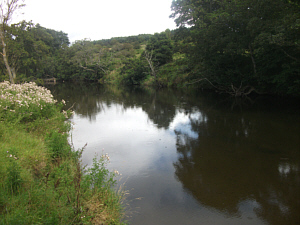 River Coquet Sea Trout Fishing