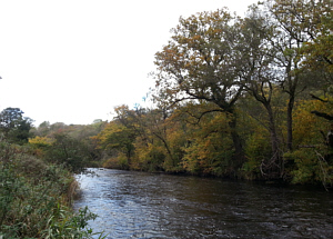 River Coquet Sea Trout Fishing