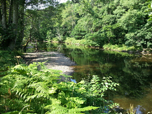 River Coquet Sea Trout Fishing