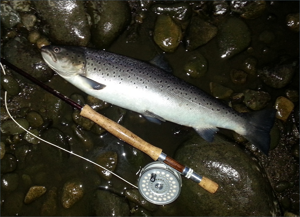 River Tyne Sea Trout